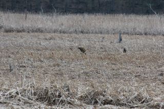 sandhill crane in rushes photo of sandhill crane in rushes