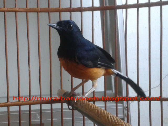 Murai Batu Aceh Proses Dorong Ekor