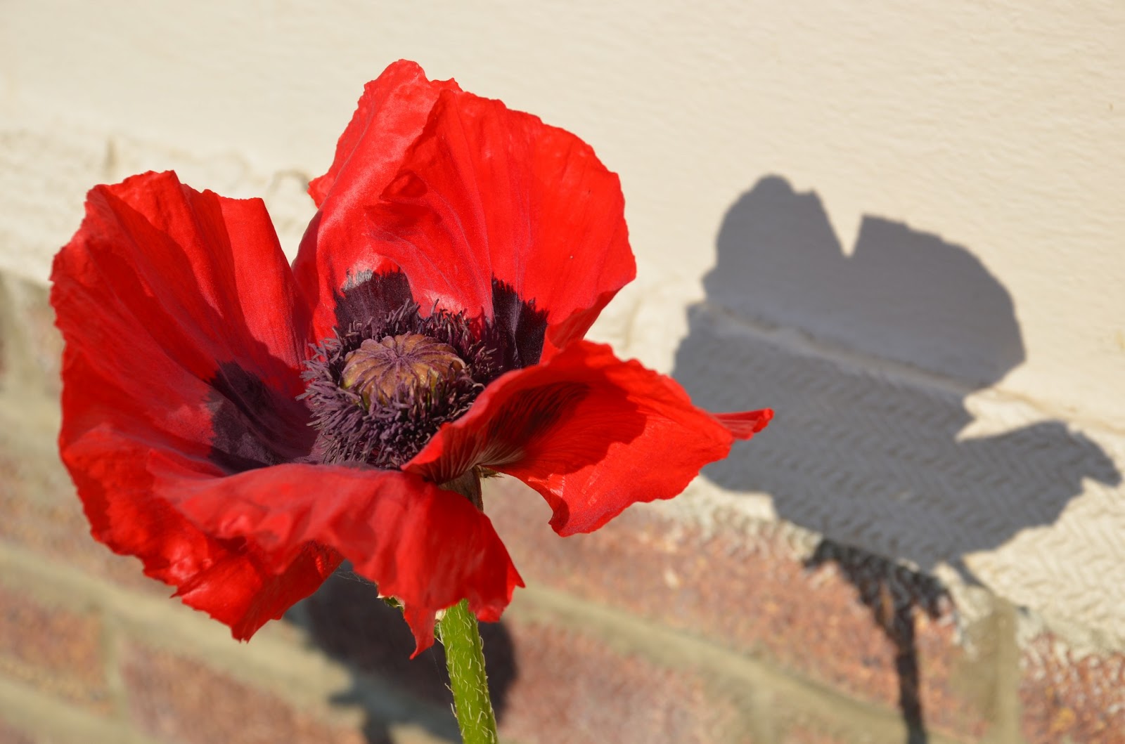 HOW TO GROW THE ORIENTAL POPPY Papaver orientale The Garden of Eaden