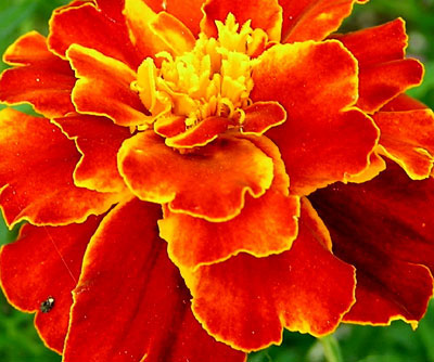 october birth flower