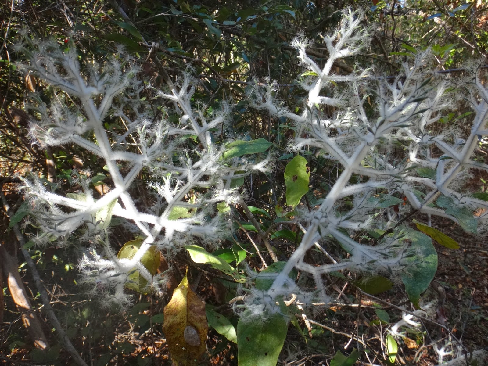 Ankarafantsika Fuzzy White Plant What�s Up Science?