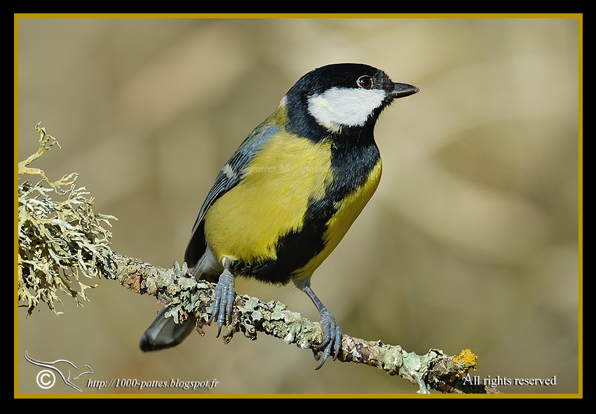 Parus major - http://1000-pattes.blogspot.fr/