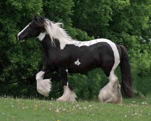 VENTA CABALLO TIRO venta caballo tiro: