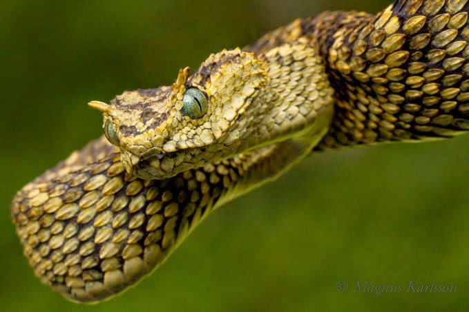 Atheris ceratophora - Wikipedia