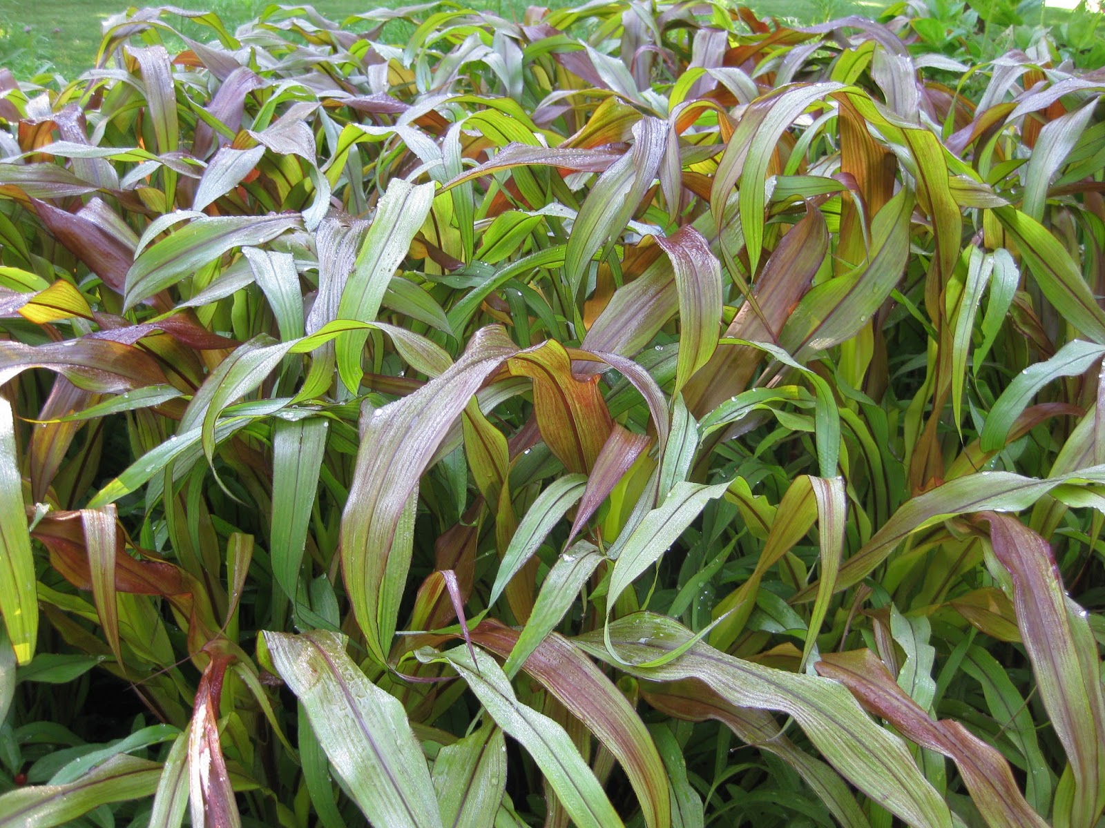 Rotary Botanical Gardens Hort Blog Nice Precipitation