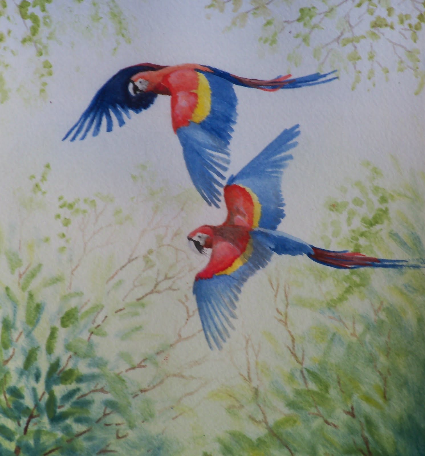 Jungle and Rainforest Art of Costa Rica: Scarlett Macaw Paintings