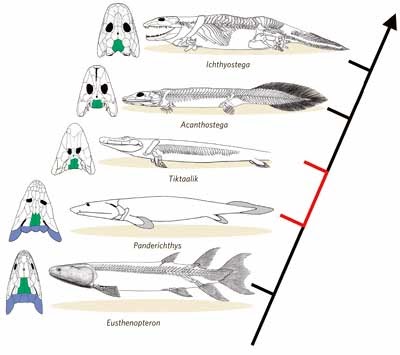 Life Before the Dinosaurs: Tiktaalik.