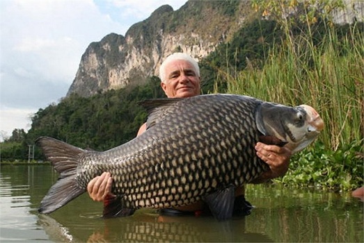 Cá hô sông Mekong Cá hô sông Mekong