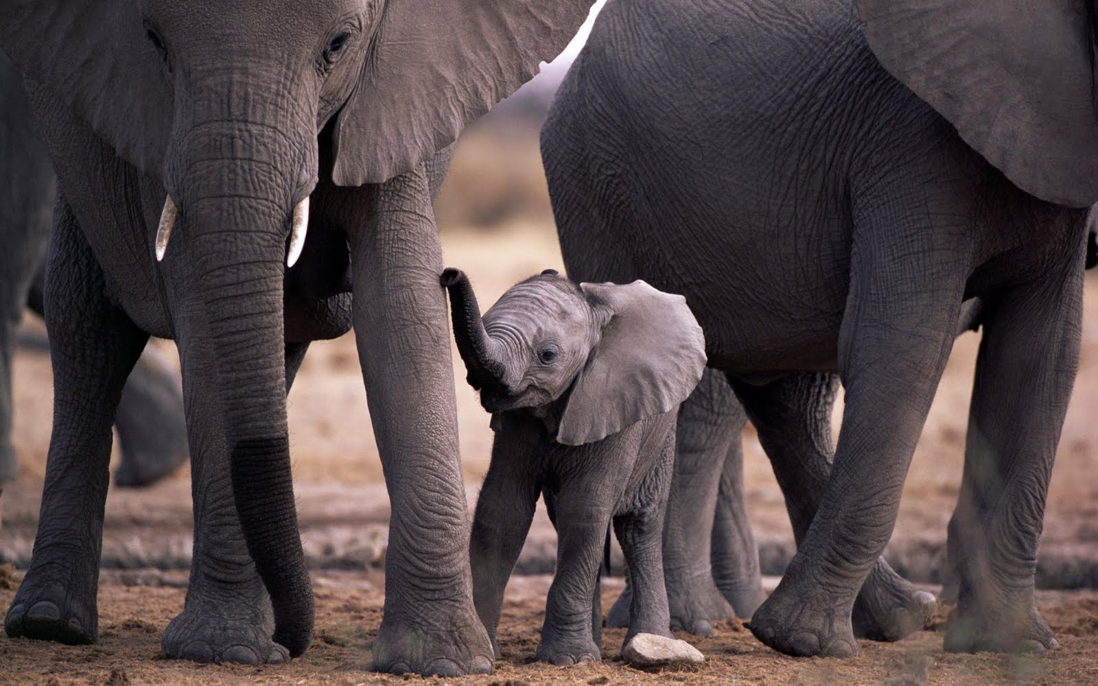 http://4.bp.blogspot.com/-vZQhKwhXzK4/TcGVXo2DiII/AAAAAAAAAWI/58tAmHfHgAA/s1600/animals-wallpapers_17750_1920x1200.jpg