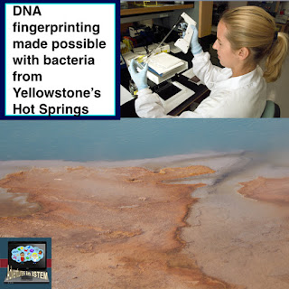 How did scientists use the special features of the bacteria in hot springs to help with DNA fingerprinting?