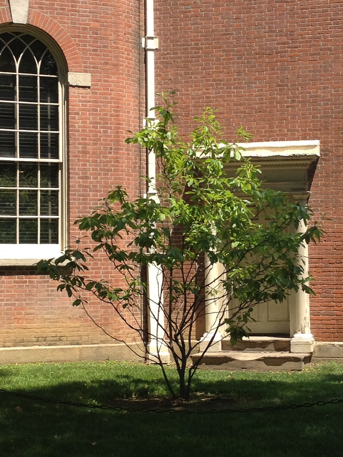 PHILLY TREES Notable Trees List