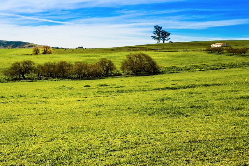 Green Hill, Valley Ford, CA -- By Harpreet Grewal