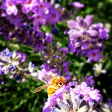 Bees LOVE herbs!