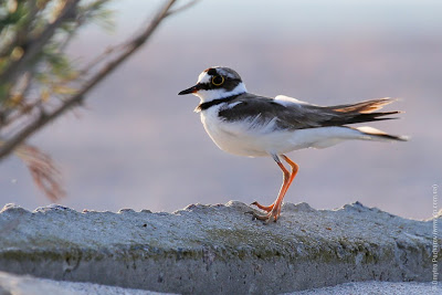 Малый зуек (Charadrius dubius) Little Ringed Plover