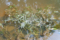 Polygonum amphibium – Rdest ziemnowodny forma wodna (f. natans)