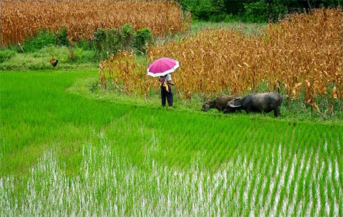Cánh đồng lúa Việt Nam: xanh - chín vàng Cánh đồng lúa Việt Nam: xanh - chín vàng