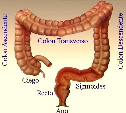 INTESTINO GRUESO DEL SER HUMANO Ilustración del Intestino grueso del ser humano indicando sus partes
