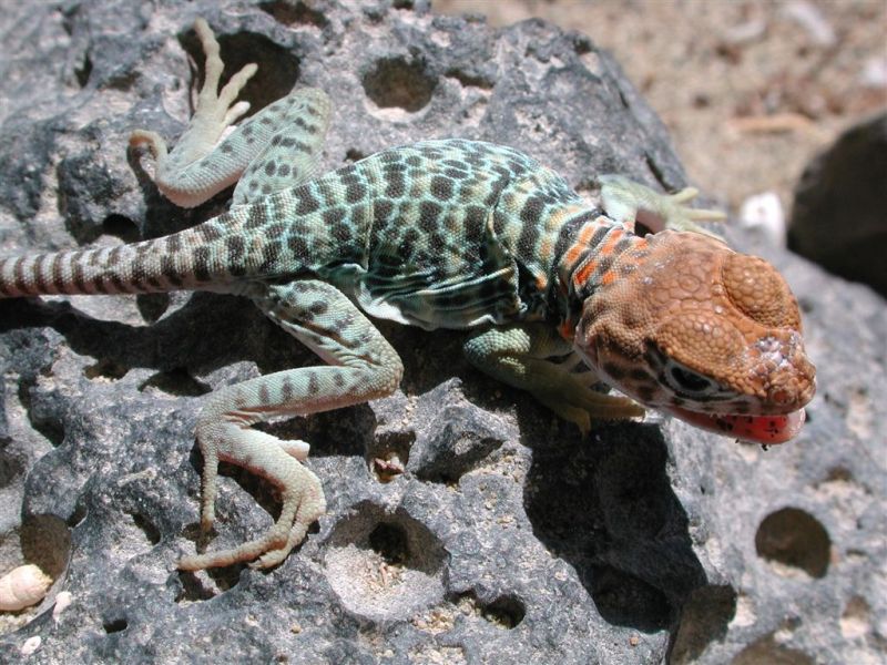 bearded-dragon-breeders-in-indiana