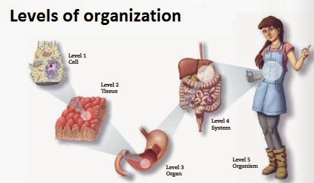 Levels Of Organization In Nature Levels Of Organization In Nature