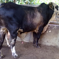 gambar sapi limosin gambar sapi limosin