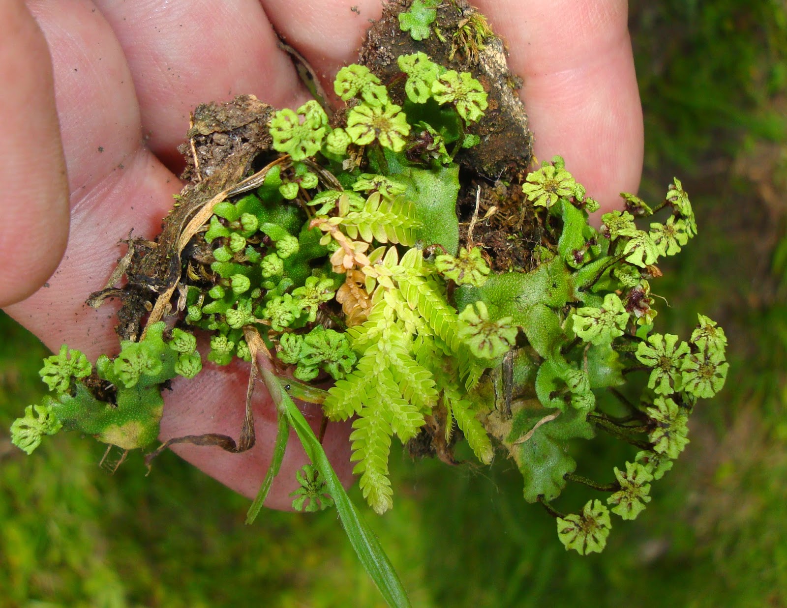 Blog of the International Association of Bryologists Liverwort from