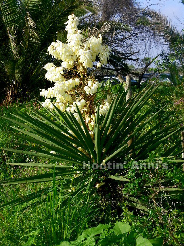 candelabra of yucca plant in morning sun