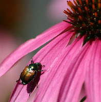 Japanese beetle, Popillia japonica, on echinacea Japanese beetle, a dahlia pest