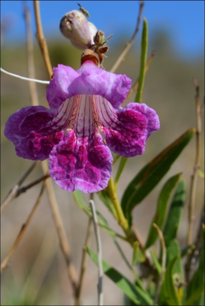 Desert Willow Park