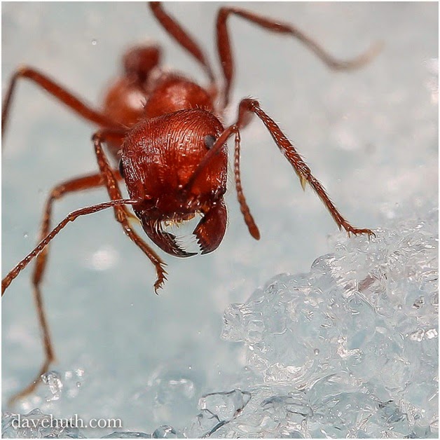 Top 5 Most Dangerous Ants in the World Fun Animals Wiki, Videos, Pictures, Stories