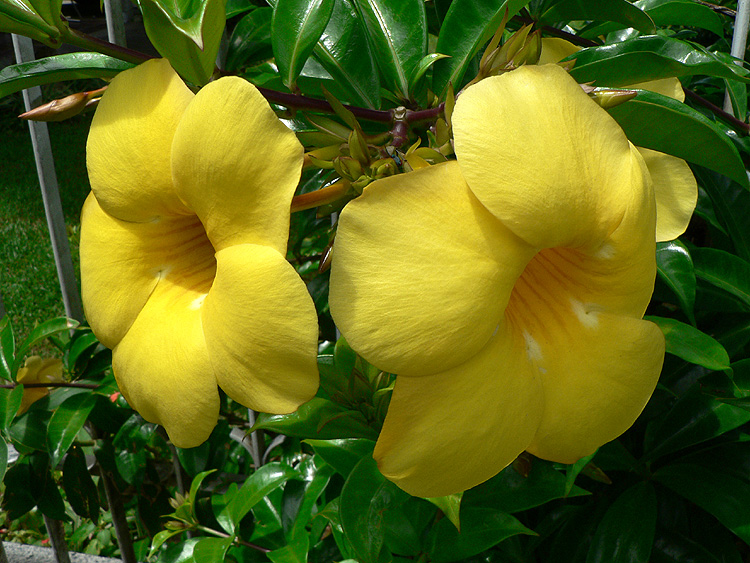 Uma planta que pode ter flores durante o ano todo, mas surgem Uma planta que pode ter flores durante o ano todo, mas surgem