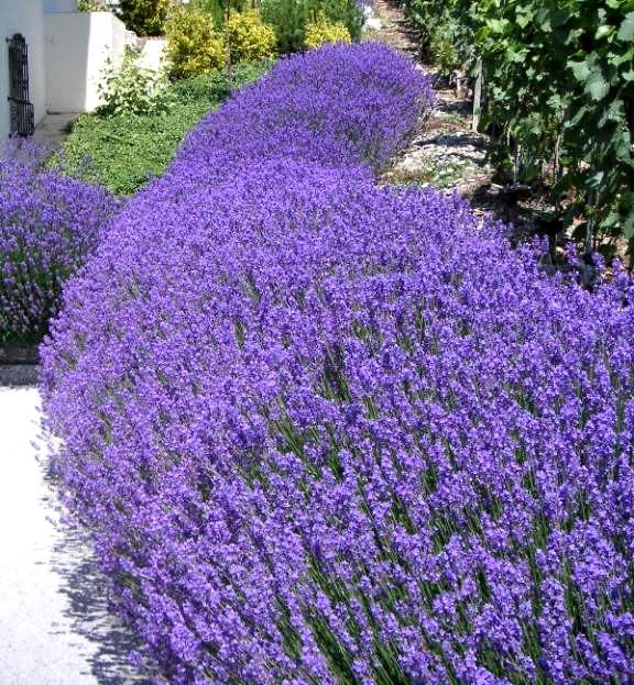 Pretty Charming Things