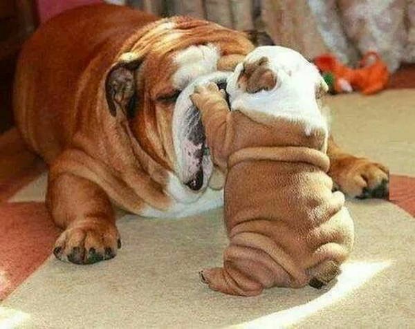 Cute dogs - part 44 (50 pics), funny dog picture, dog photos