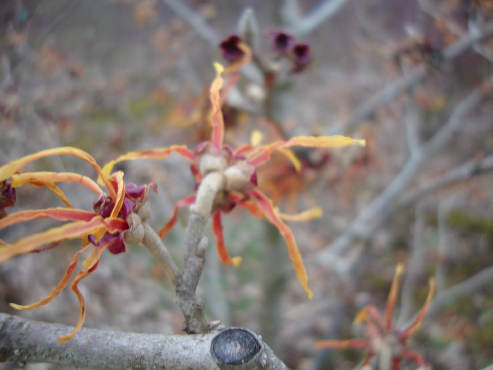 Hamamelis × intermedia - Wikipedia