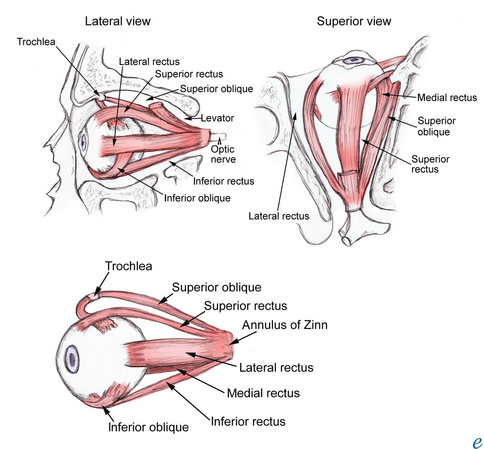 ANATOMY AND DISEASES OF EYE ORBIT. MANAGEMENT OF ORBIT DISEASES. Free