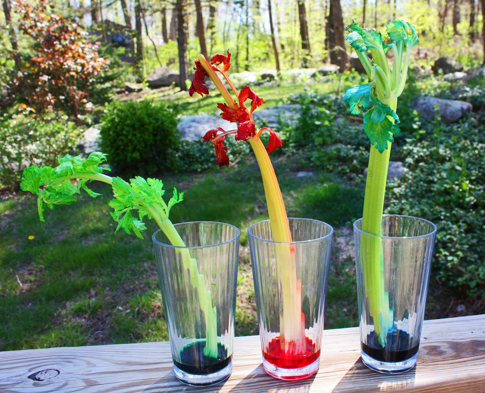 Considering Celery Little Acorn Learning