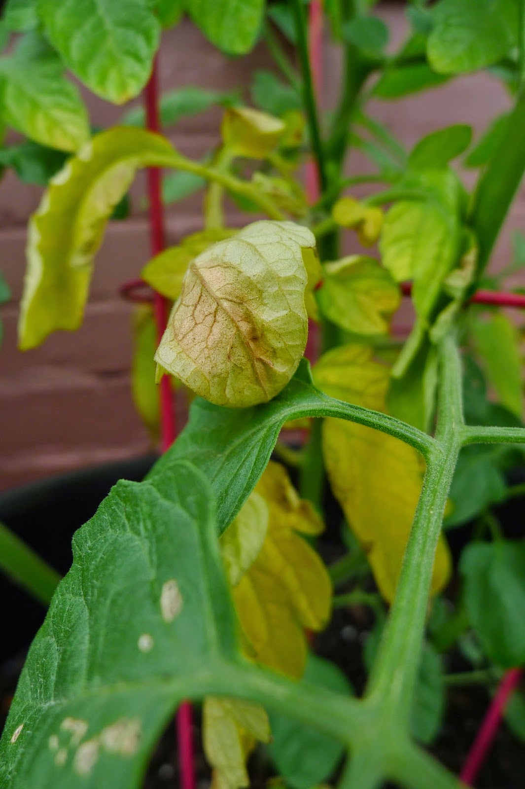 Less Noise, More Green Has attempting to grow healthy
