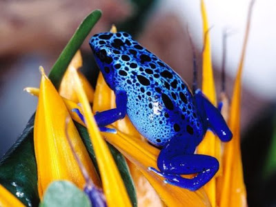 Incredible Multicolored Frogs pictures