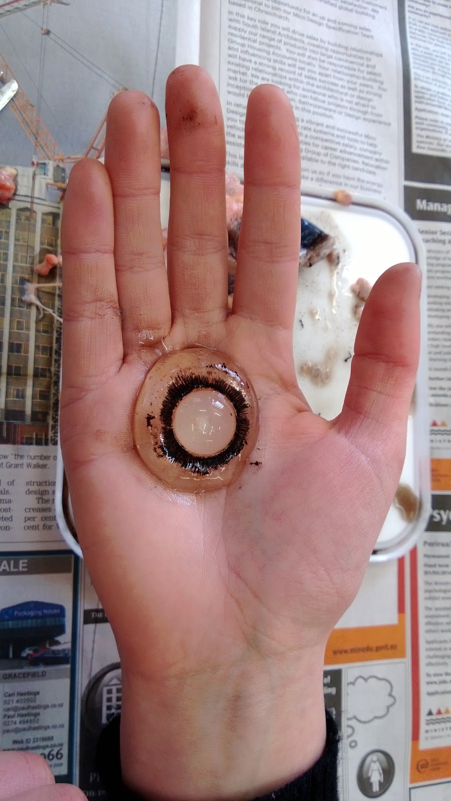 year 10 science Dissecting a cows eye