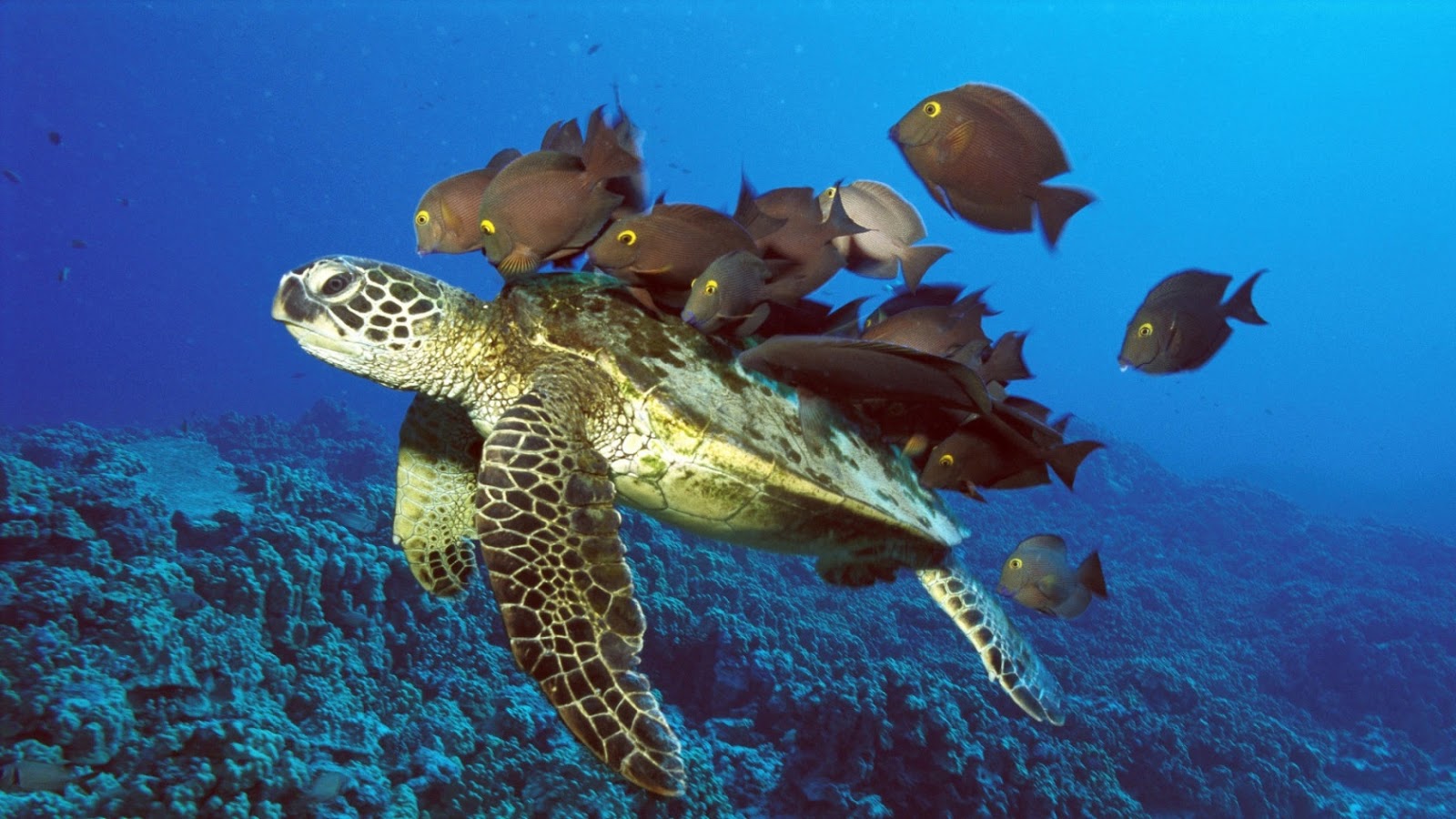 http://4.bp.blogspot.com/-vc9tyA0KeQM/UUFgRg_ruQI/AAAAAAAAQrc/aRSRcYJyZCw/s1600/Turtle+with+Company+Wallpaper.jpg