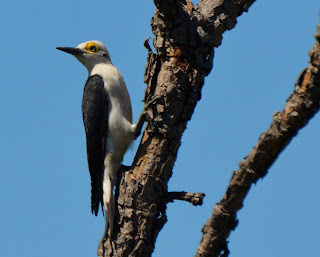 White Woodpecker, Leuconerpes candidus