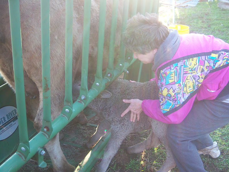 Surrey Hills Farm Feeding our New Baby Calf
