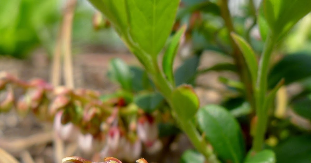 Less Noise, More Green Edible Landscaping Berries in Bloom