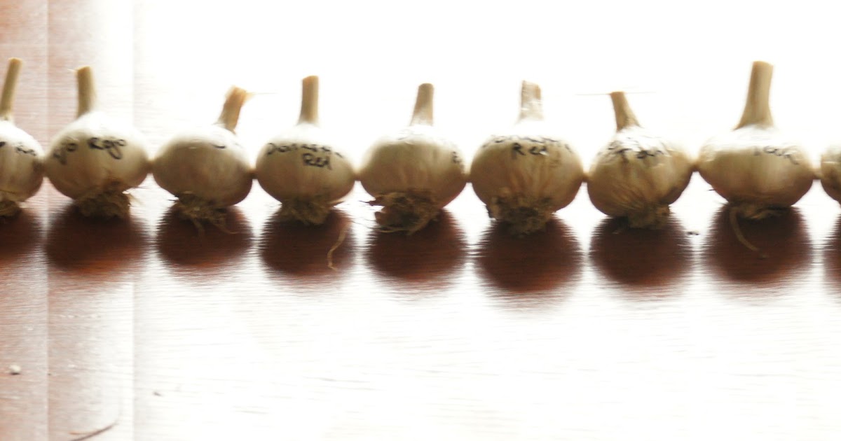 A Thinking Stomach Sorting Garlic