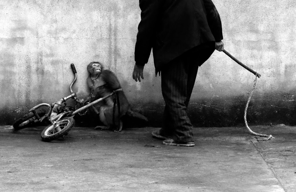 Monkey Training fot a Circus. Fotó: WPP/Csu Jung-cse World Press Photo, sajtófotó, Mads Nissen, Politiken, fotó, társadalom, sport, kultúra, Monkey Training fot a Circus