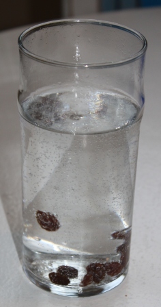 raisin experiment