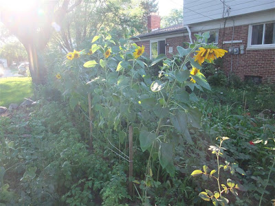 sunflowers growing in low light, garden