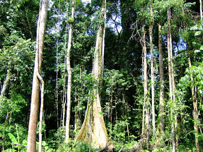 PENYEBARAN HUTAN TROPIS DI INDONESIA | Terbagi dalam 3 zone vegetasi.