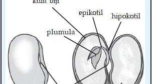 Bagian Biji Jagung Dapat Diolah Menjadi Tepung Yaitu