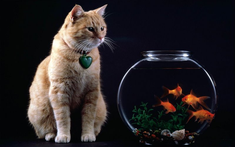 Google to find out how goldfish bowl and cat. Google to find out how