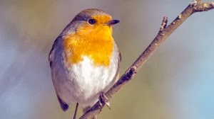 Burung Robin